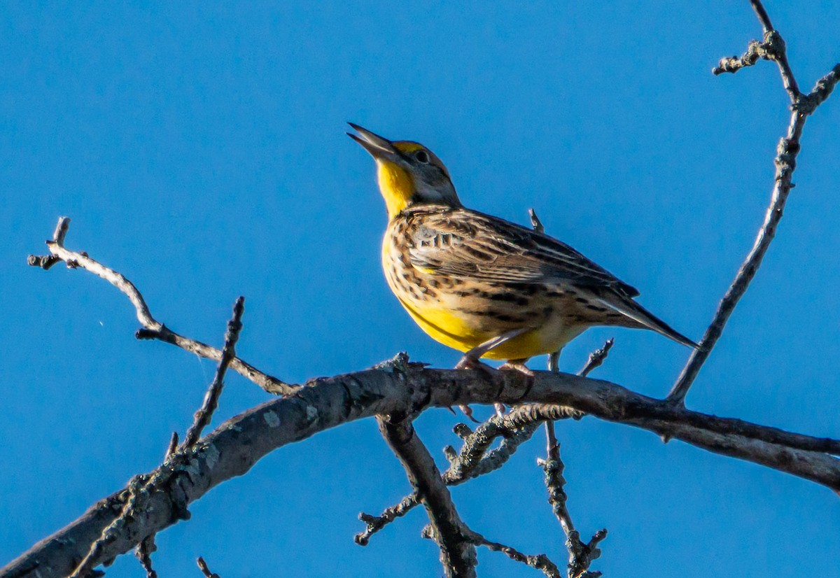 Eastern Meadowlark (Eastern) - ML643185463