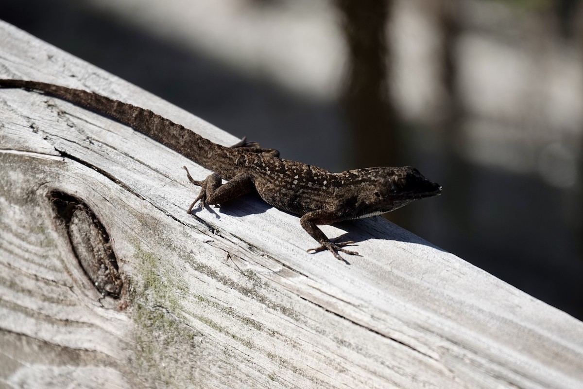 Brown Anole - ML643185468