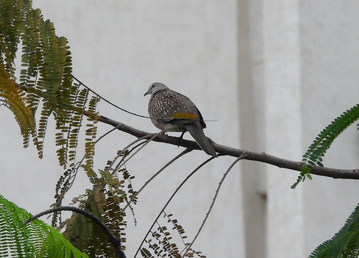 Spotted Dove - ML643185492
