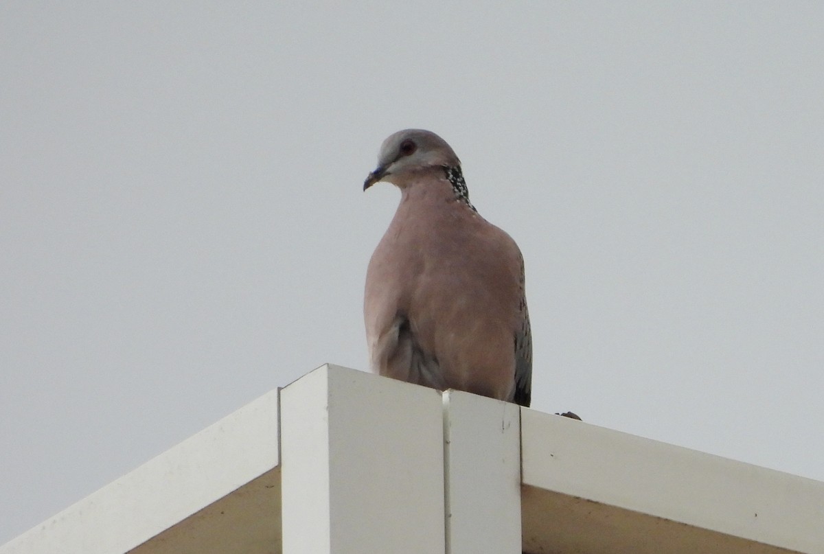 Spotted Dove - ML643185493