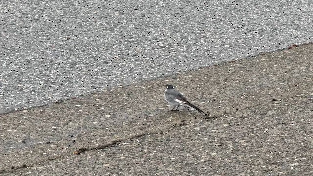 White Wagtail - ML643185512