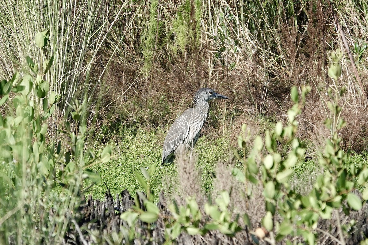 Yellow-crowned Night Heron - ML643185525