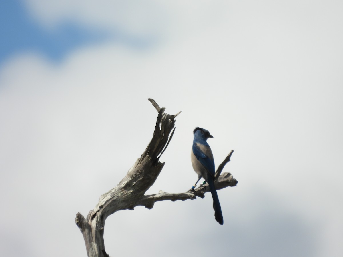 Florida Scrub-Jay - ML643185529