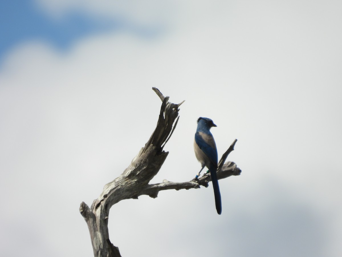 Florida Scrub-Jay - ML643185530