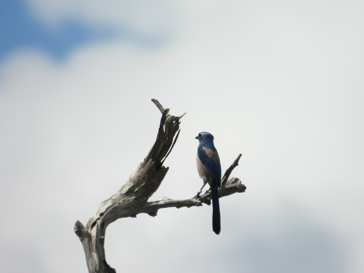 Florida Scrub-Jay - ML643185531