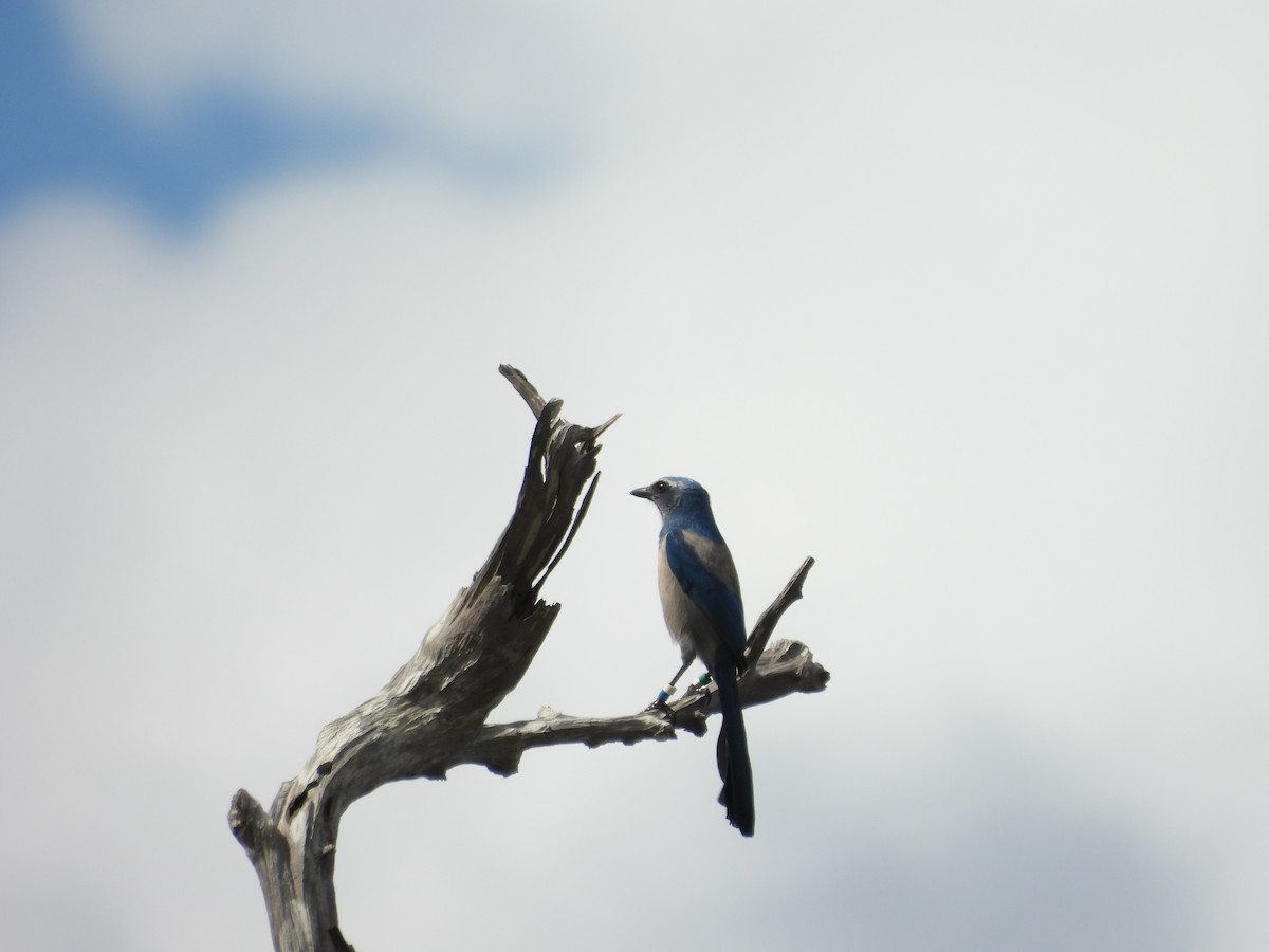 Florida Scrub-Jay - ML643185532