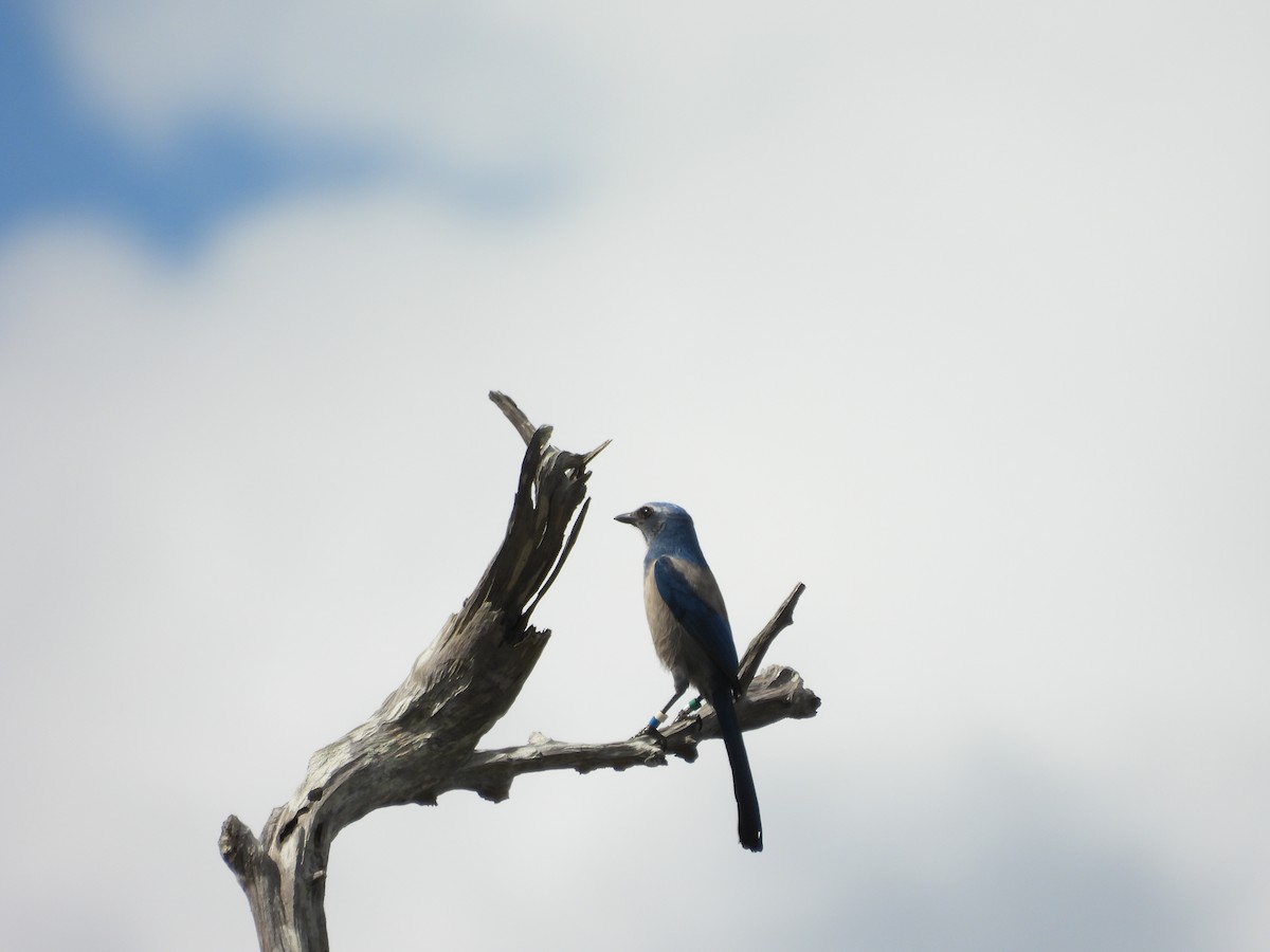 Florida Scrub-Jay - ML643185533