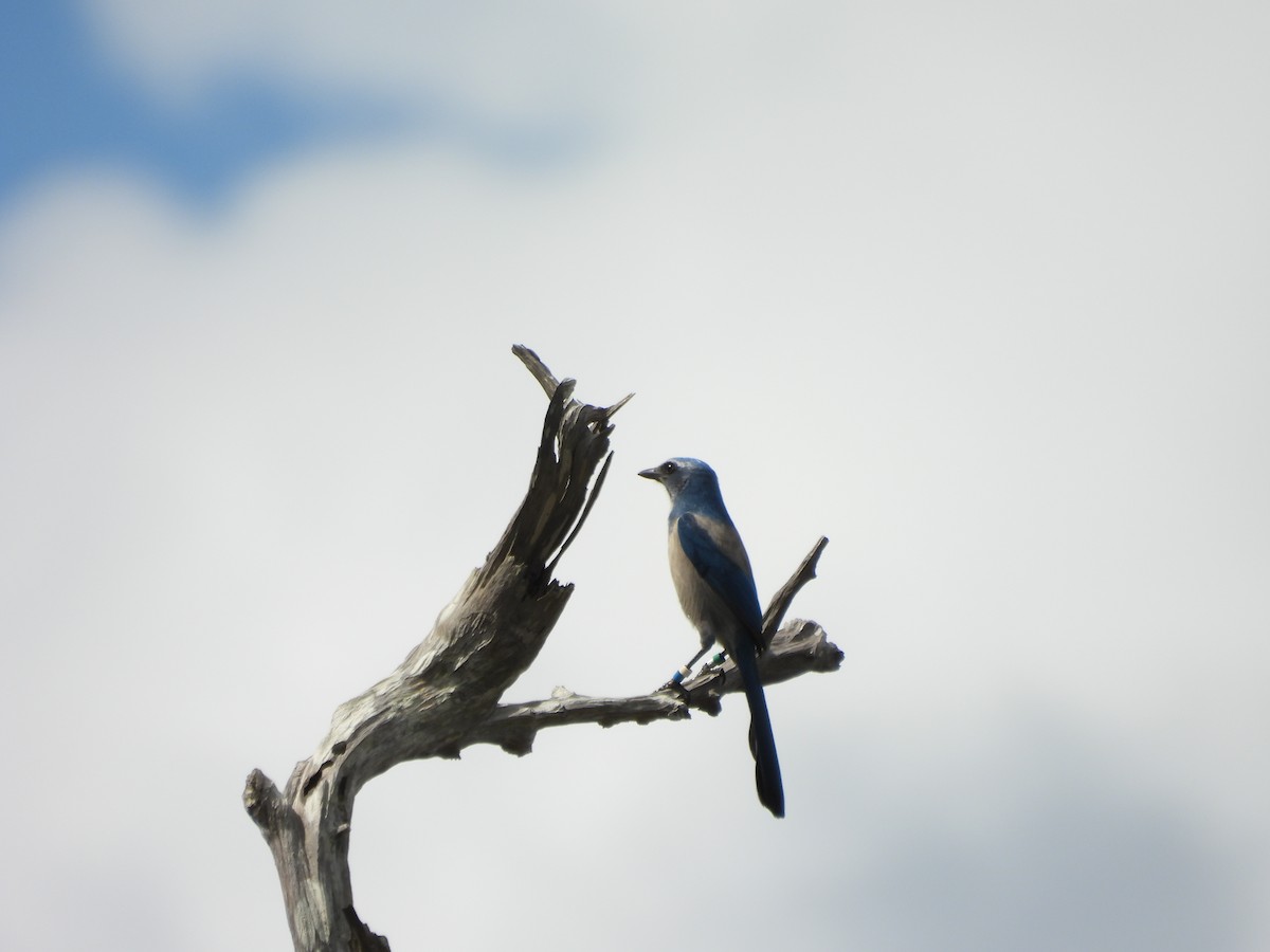 Florida Scrub-Jay - ML643185534