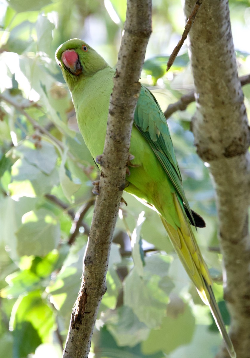 Rose-ringed Parakeet - ML643185536