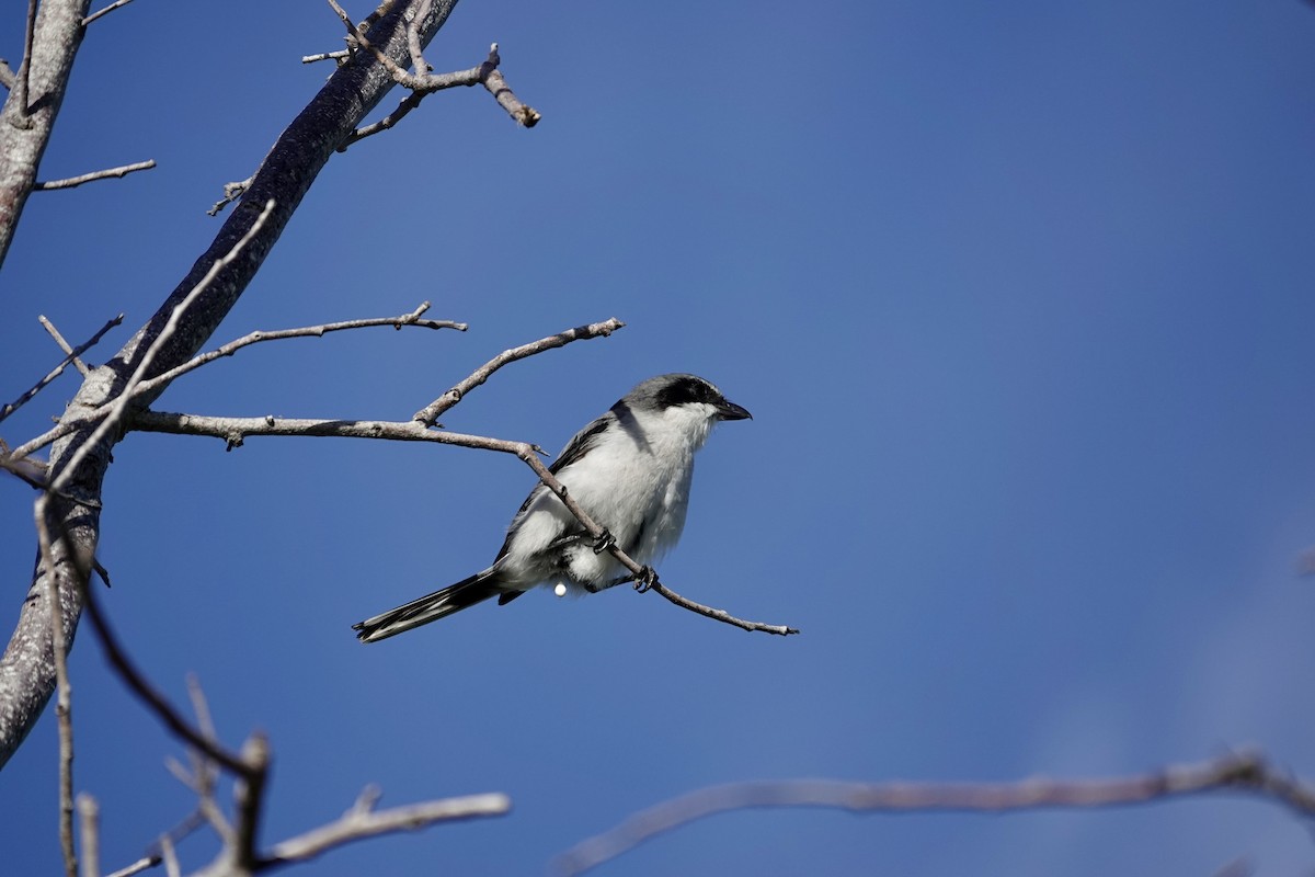Loggerhead Shrike - ML643185542