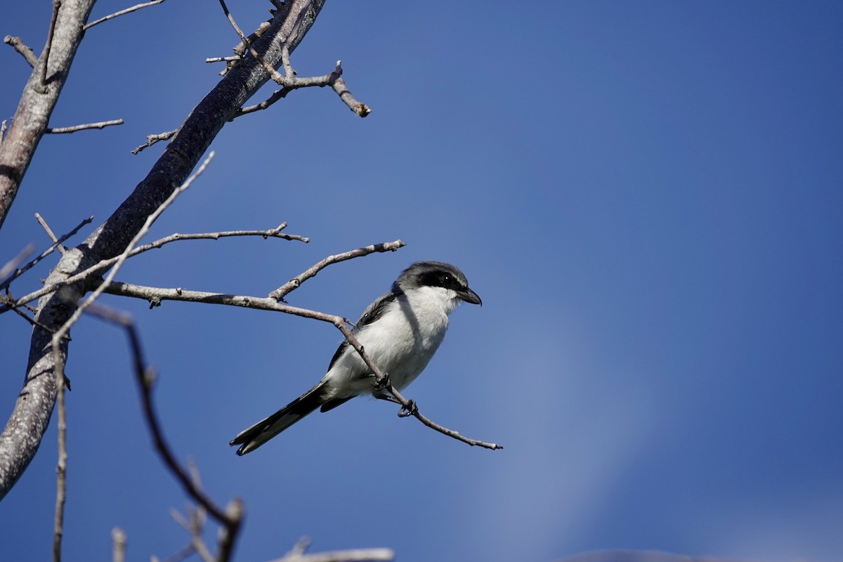 Loggerhead Shrike - ML643185543