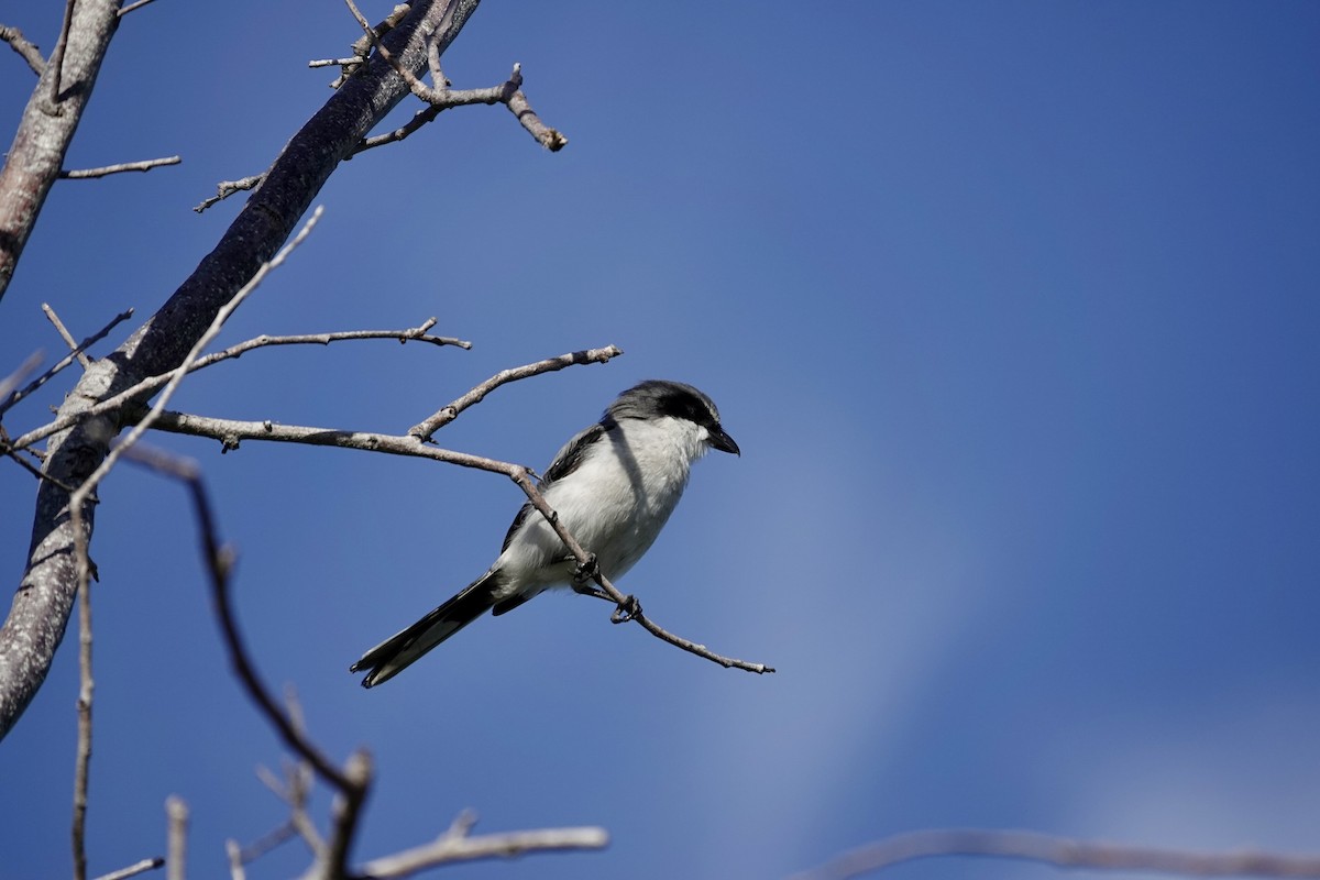 Loggerhead Shrike - ML643185544