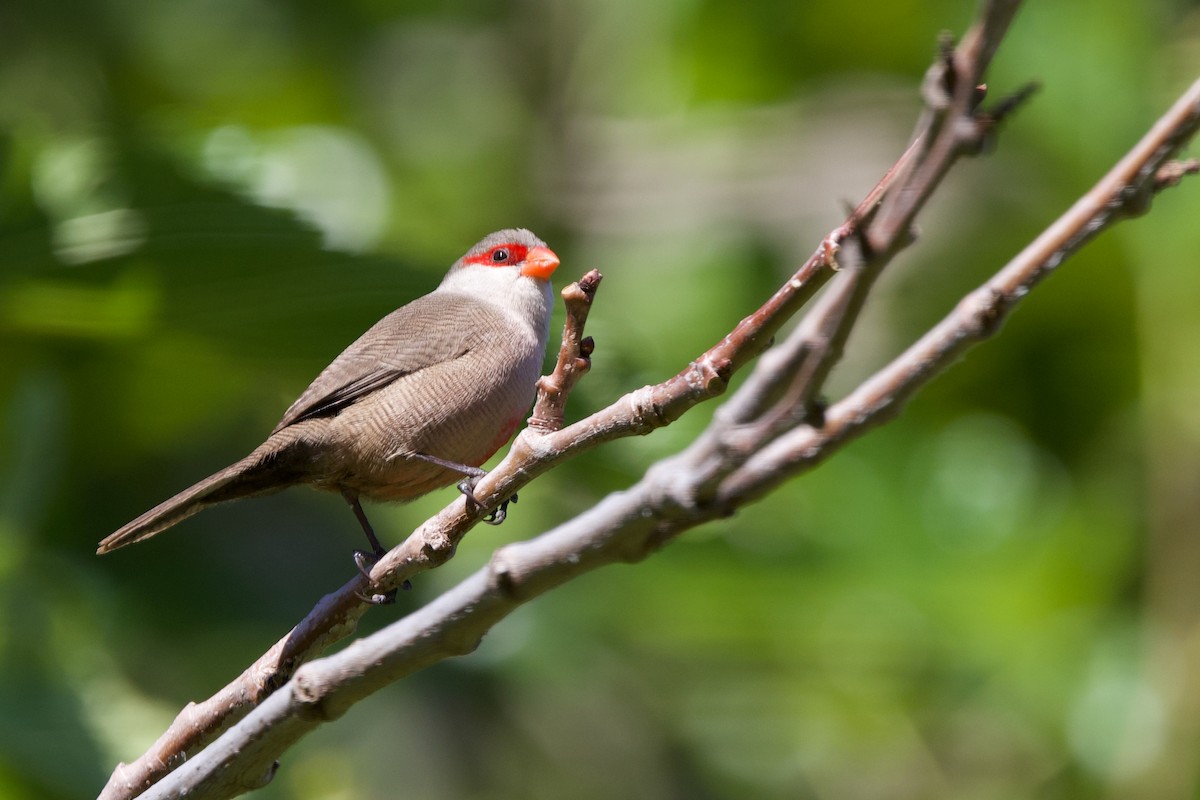 Common Waxbill - ML643185547