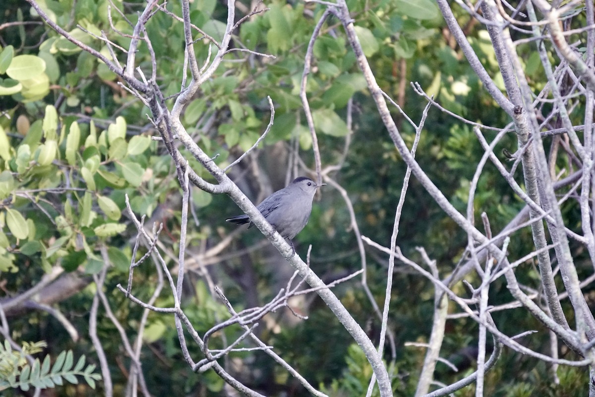 Gray Catbird - ML643185549