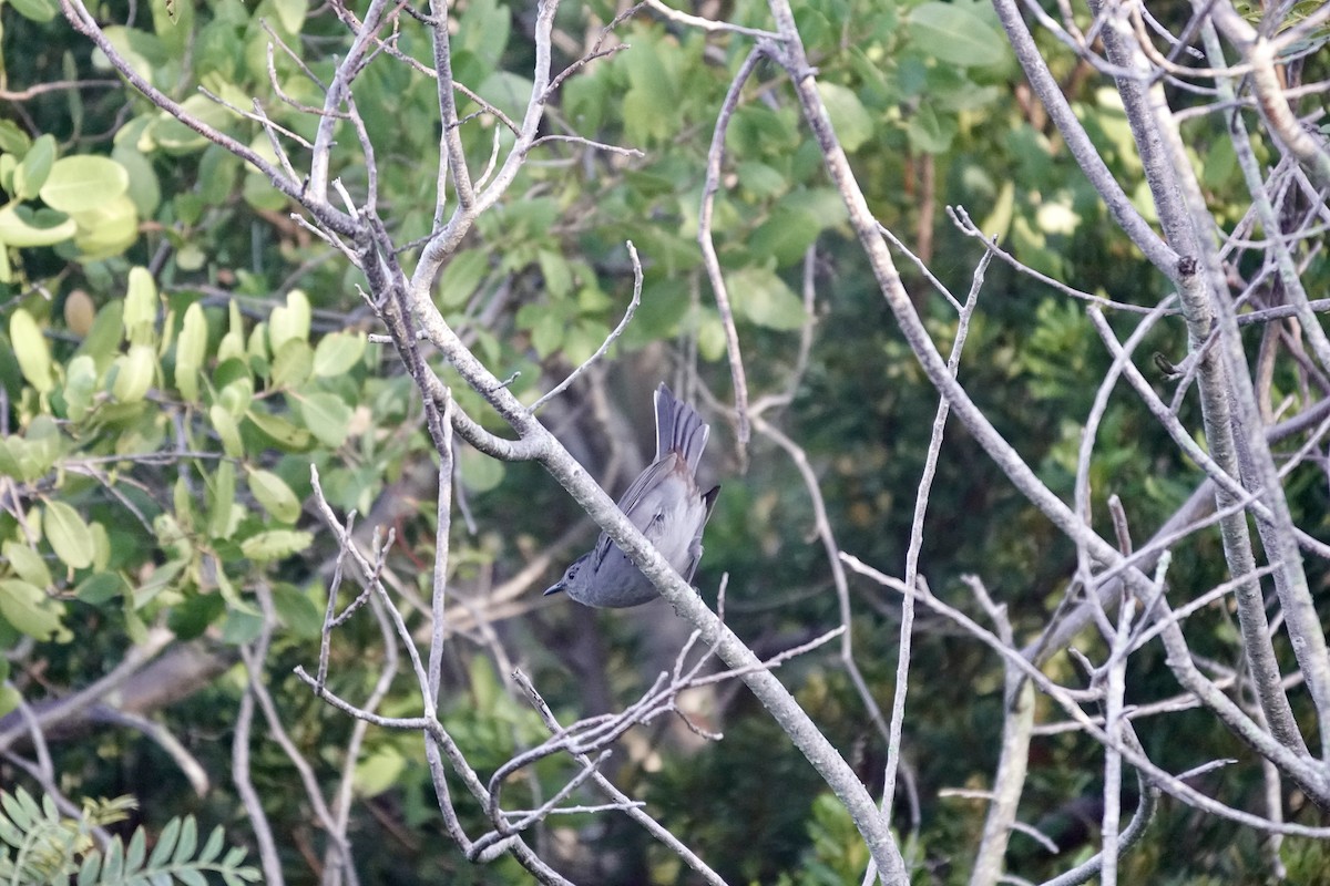 Gray Catbird - ML643185550