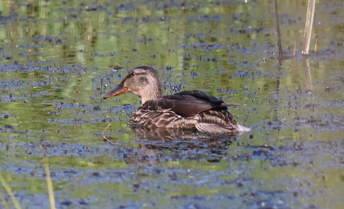 Northern Shoveler - ML643185555