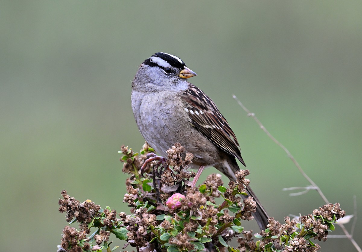 White-crowned Sparrow - ML643185573