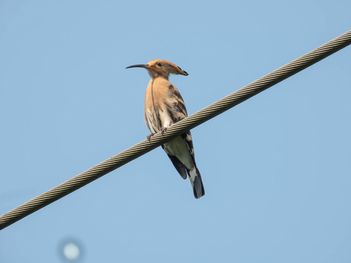 Eurasian Hoopoe - ML643185596
