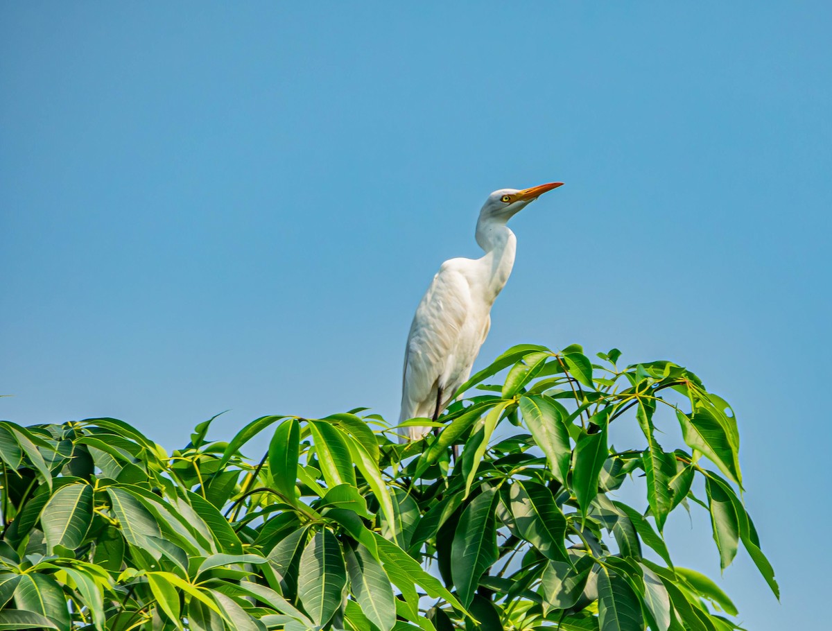 Eastern Cattle-Egret - ML643185608
