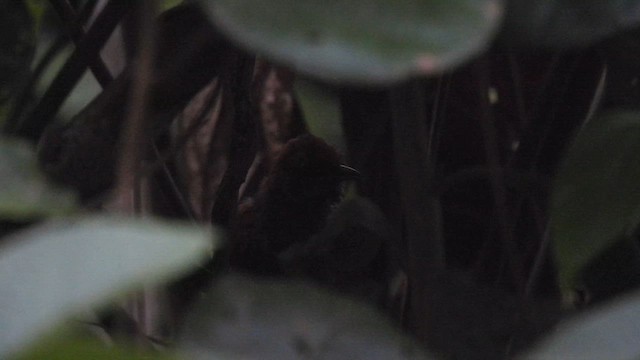McConnell's Spinetail - ML643185620