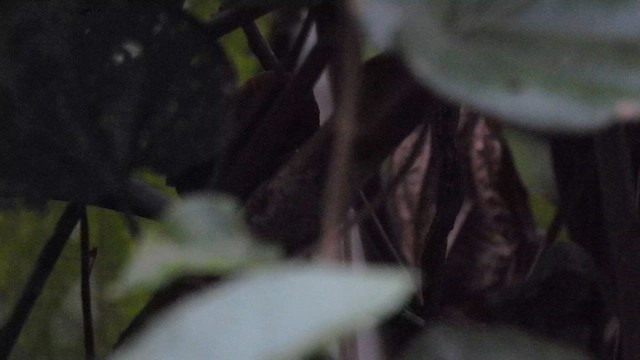 McConnell's Spinetail - ML643185623