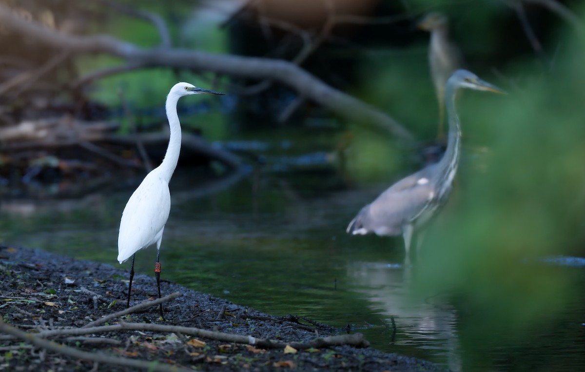 Little Egret - ML643185624