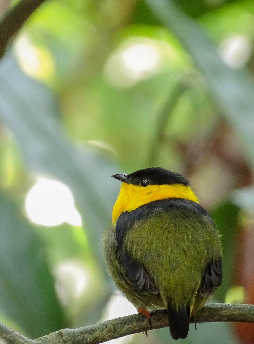 Golden-collared Manakin - ML643185629