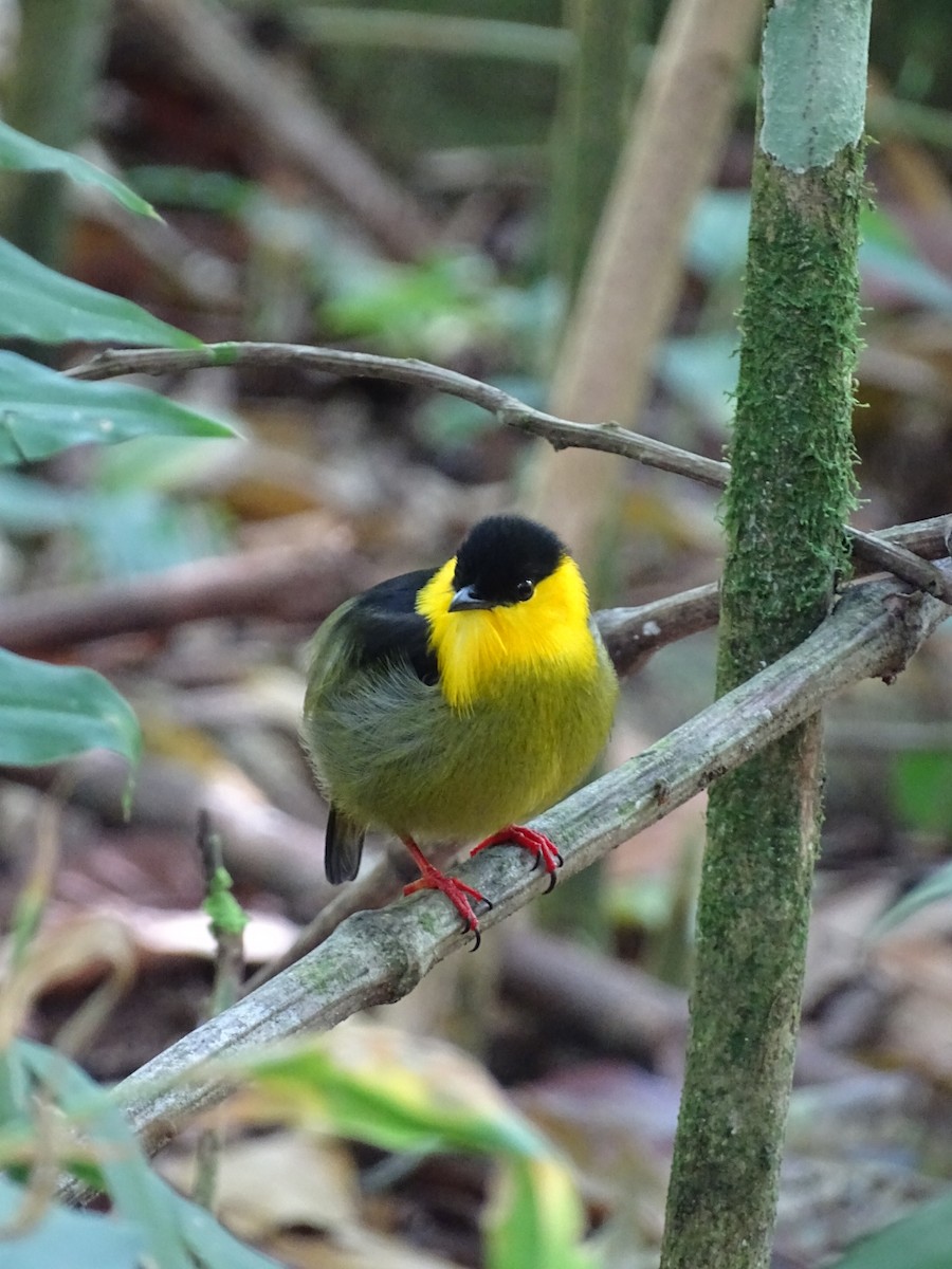 Golden-collared Manakin - ML643185637