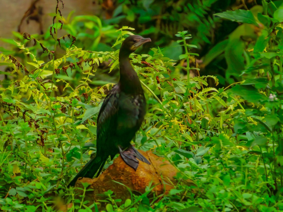 Little Cormorant - ML643185638