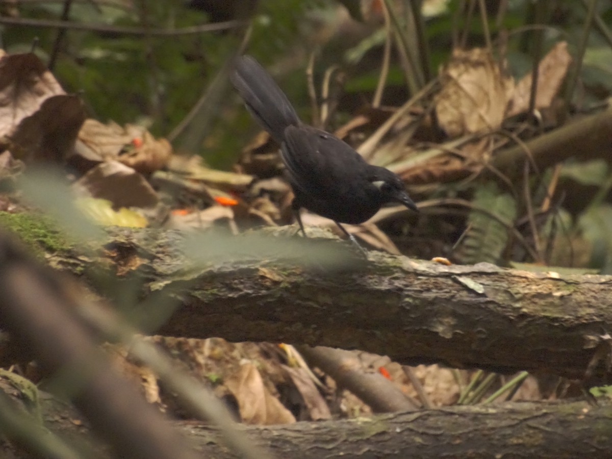 Blue-lored Antbird - ML643185644