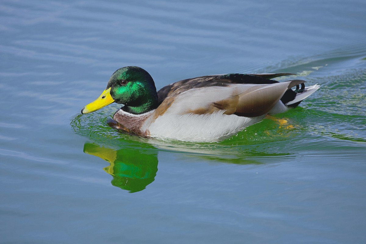 Mallard - ML643185655