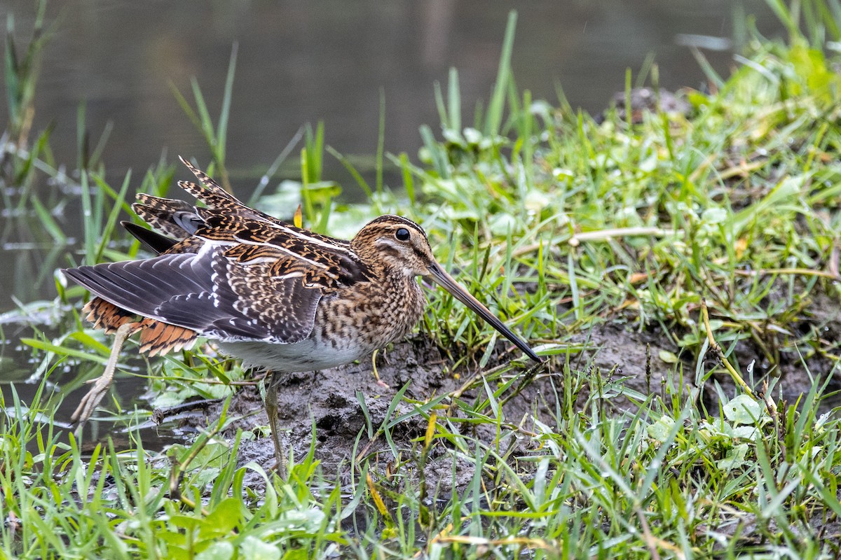 Common Snipe - ML643185661
