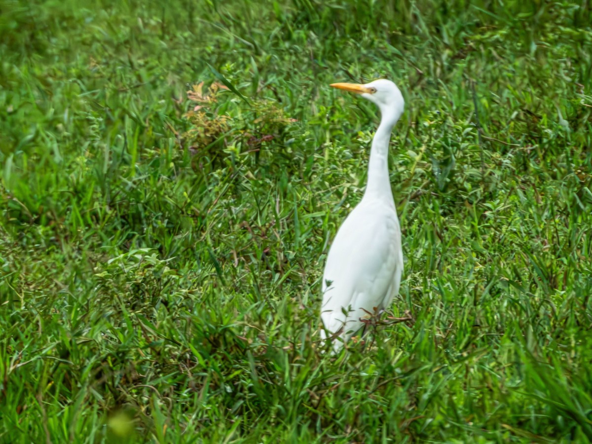 Eastern Cattle-Egret - ML643185666