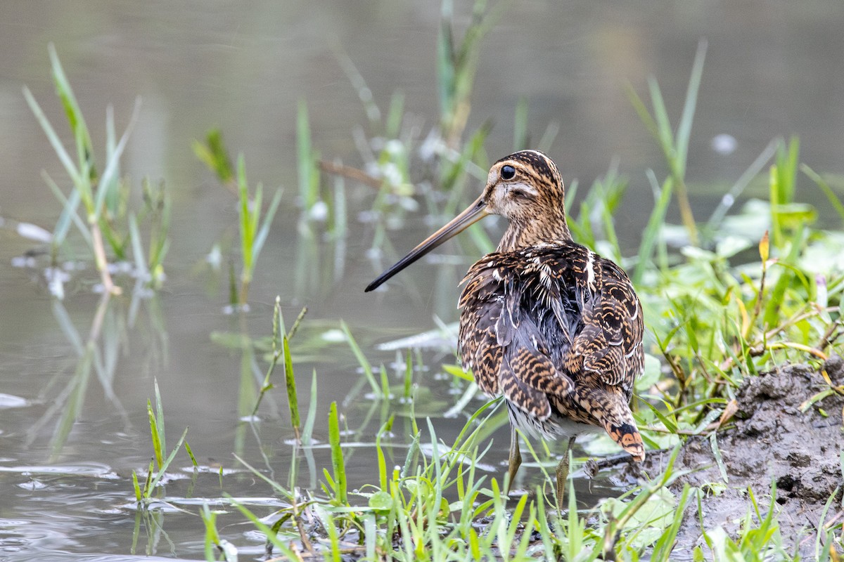 Common Snipe - ML643185675