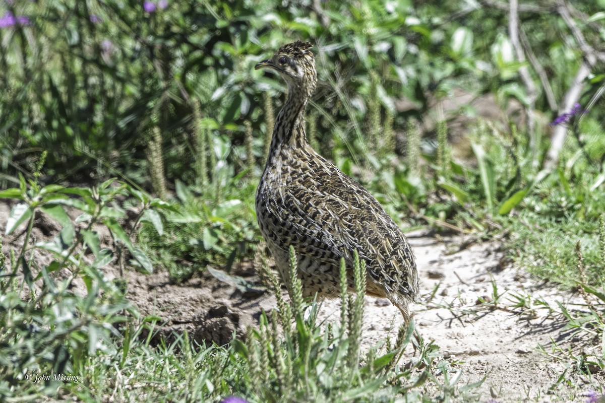 Spotted Nothura - ML643185684