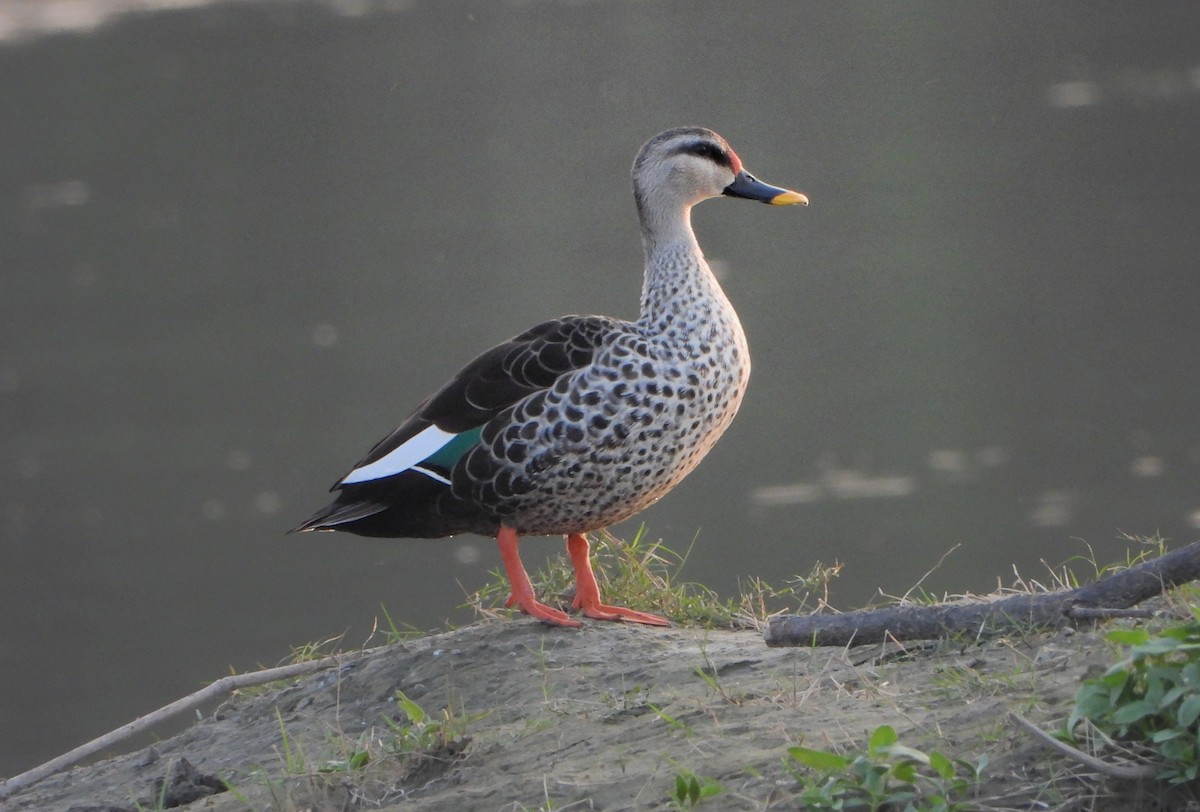 Indian Spot-billed Duck - ML643185688