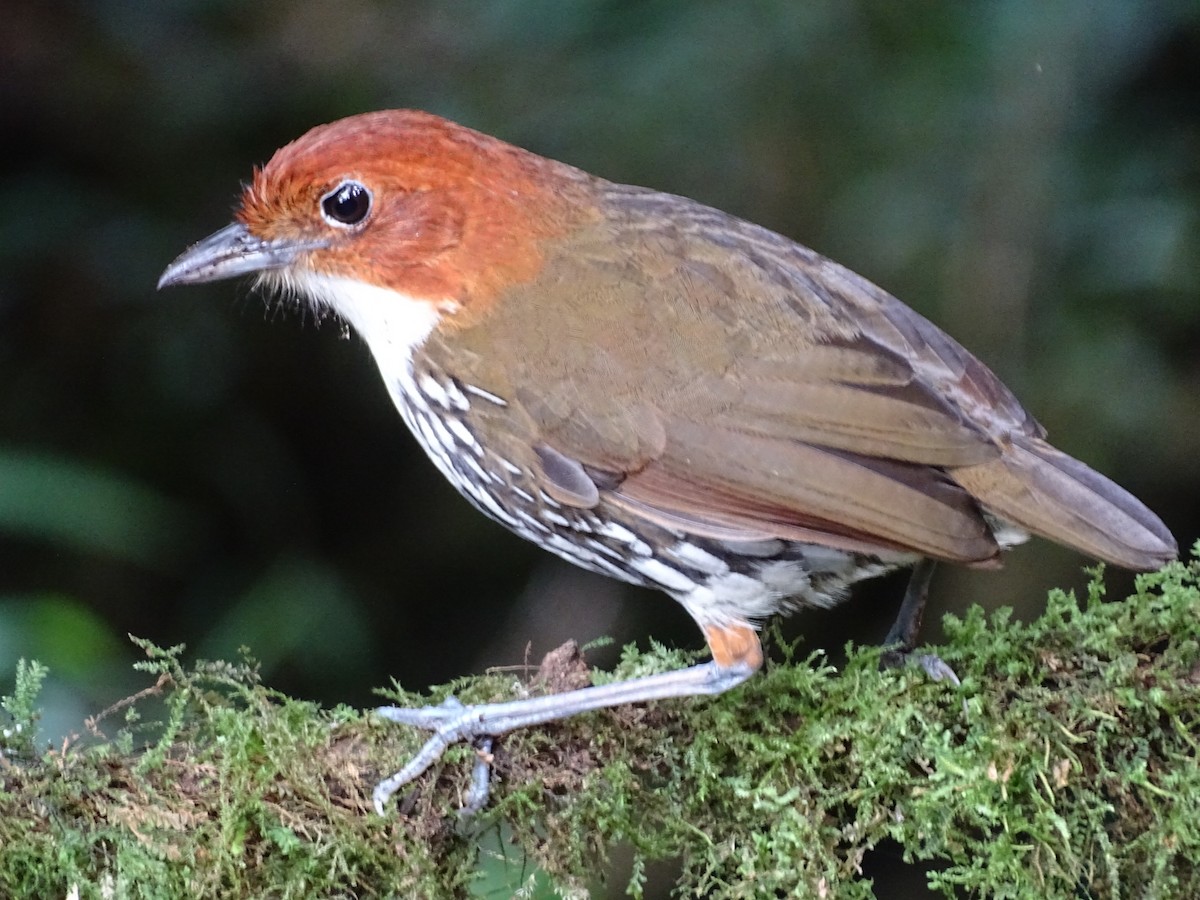 Chestnut-crowned Antpitta - ML643185693