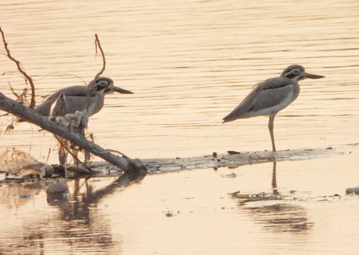 Great Thick-knee - ML643185711