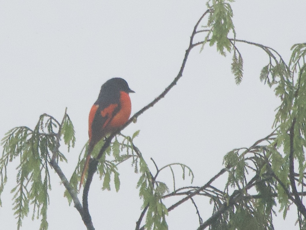 Gray-chinned Minivet - ML643185715
