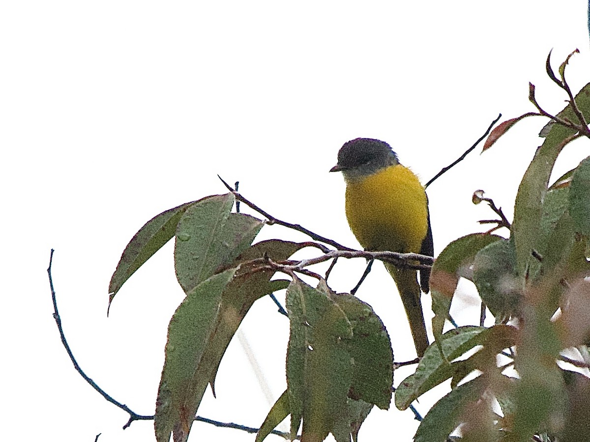 Gray-chinned Minivet - ML643185716