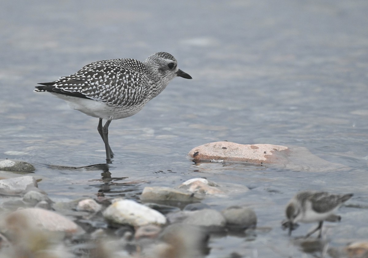 Black-bellied Plover - ML643185717