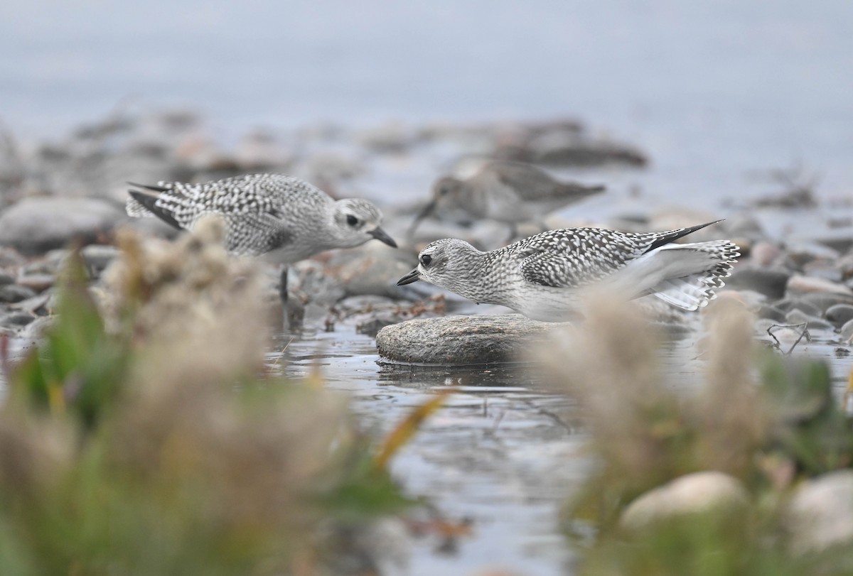 Black-bellied Plover - ML643185718