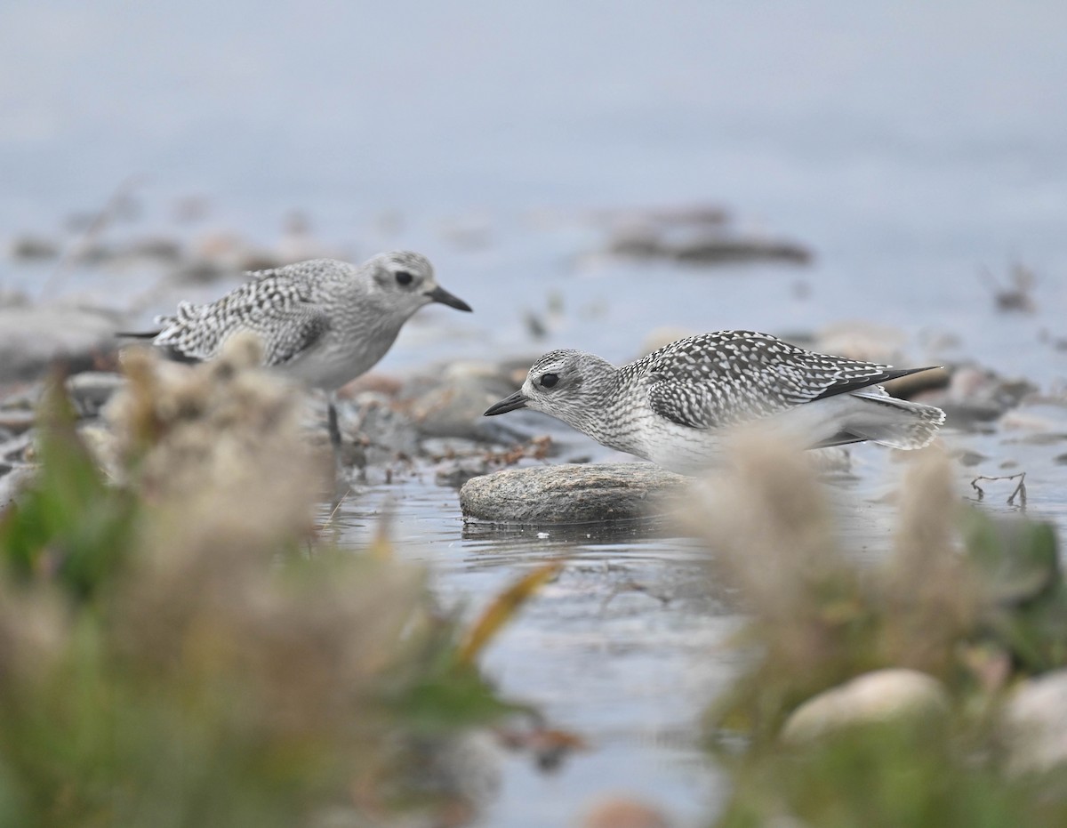 Black-bellied Plover - ML643185719
