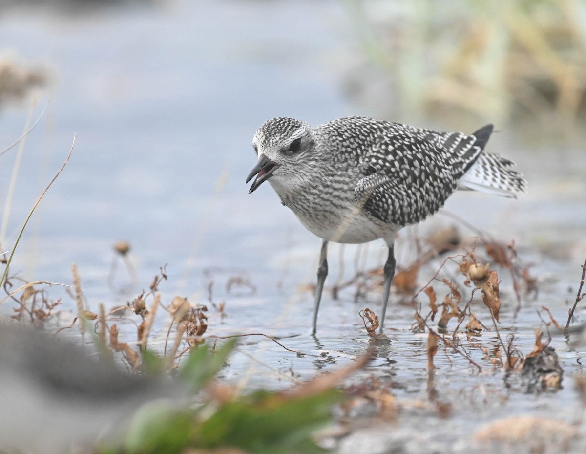 Black-bellied Plover - ML643185720