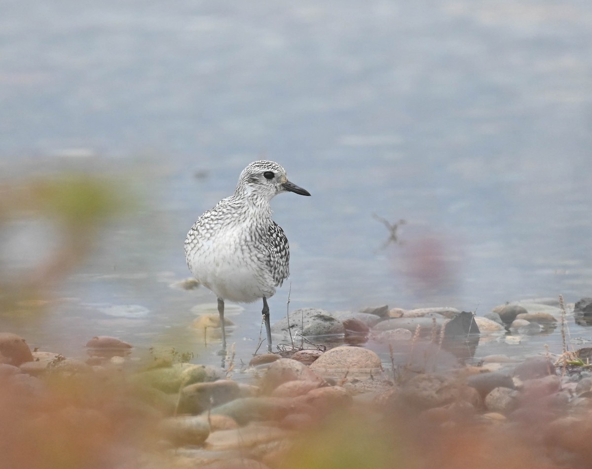 Black-bellied Plover - ML643185721