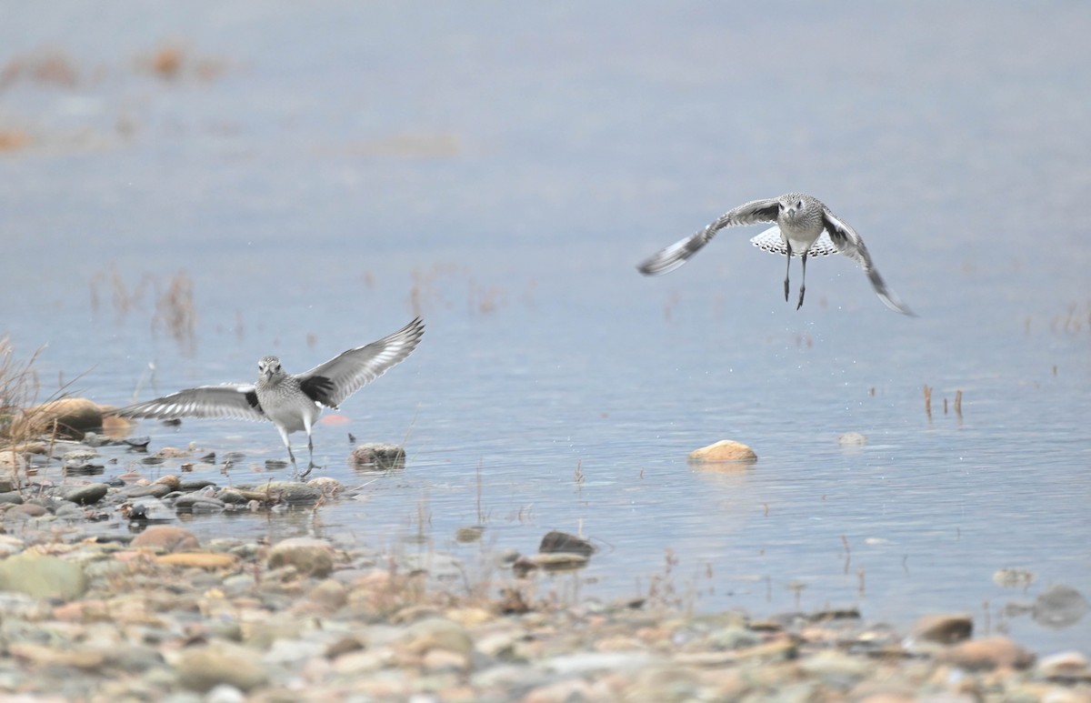 Black-bellied Plover - ML643185722