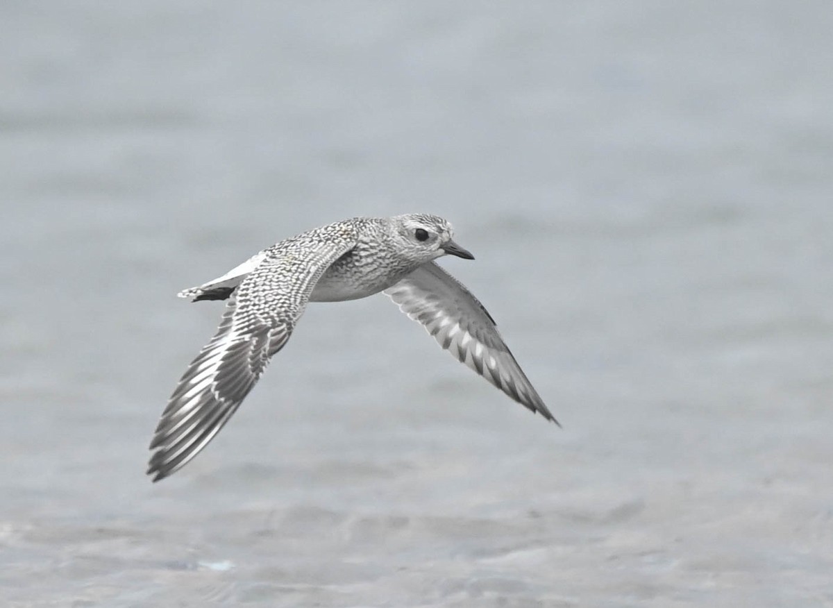 Black-bellied Plover - ML643185723