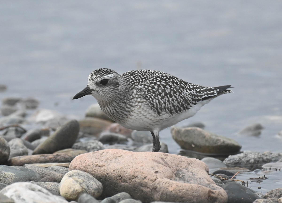 Black-bellied Plover - ML643185724