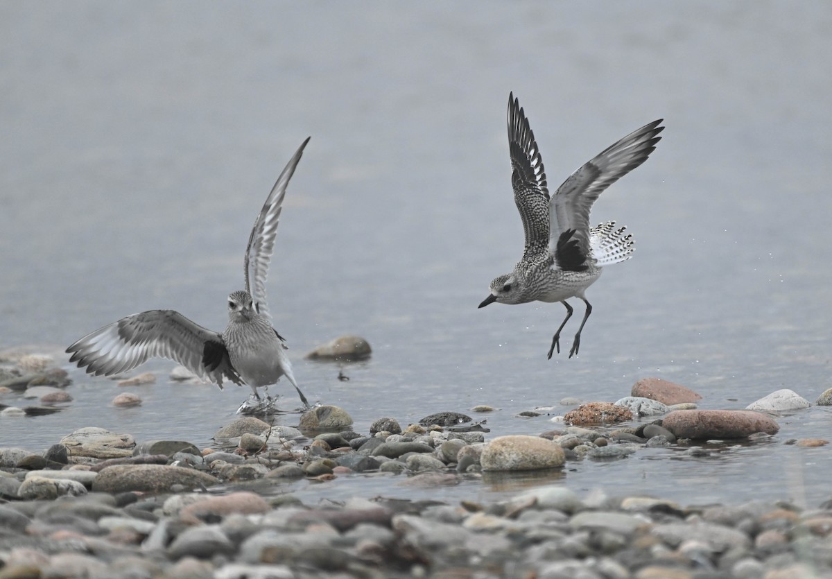 Black-bellied Plover - ML643185725