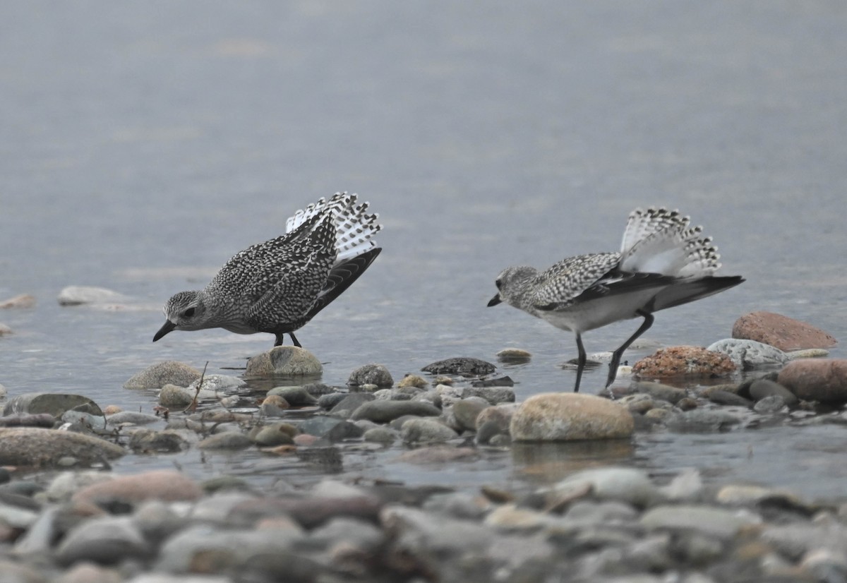 Black-bellied Plover - ML643185726